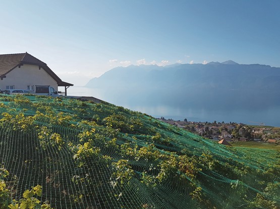 Le domaine de la famille Vogel à Grandvaux. Des amis et des co-entre­preneurs de Nicole Conrad.