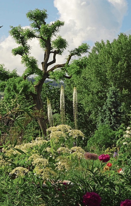 Dans le jardin de Pontus Wallstén (en bas à dr.), niché à Perroy,  les floraisons se succèdent pour le bonheur du jardinier. Photo: florens