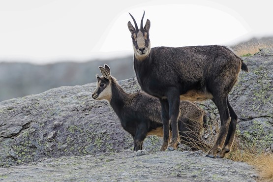 L’été est une période propice pour observer les jeunes chamois, curieux de nature!
