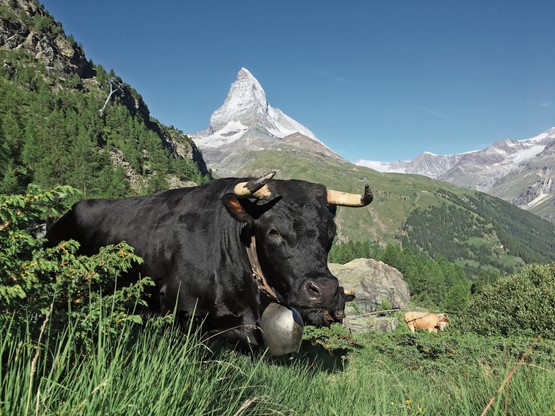 Robuste comme la croissance des lits Airbnb en Valais! Photo: dr