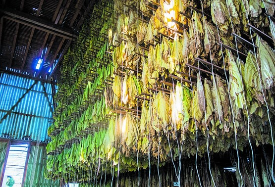 D’un point de vue légal, on a le droit de vapoter à l’intérieur, en public. Séchoir à tabac dans la Broye.PHOTO: Swiss Tabac
