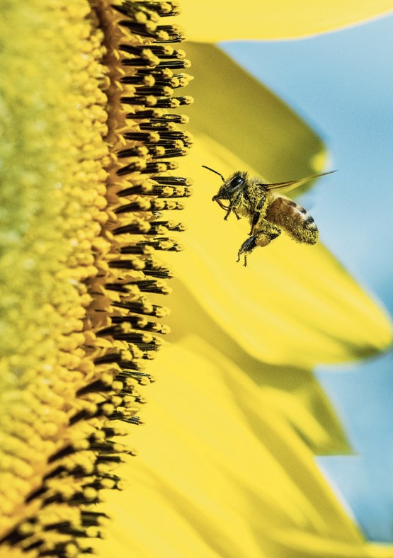 Fleissig wie die Bienen: Schweizer Betriebe sind sehr aktiv, was den Umweltschutz betrifft. Radikale Massnahmen schaden deshalb mehr, als sie nützen.Bild: Unsplash