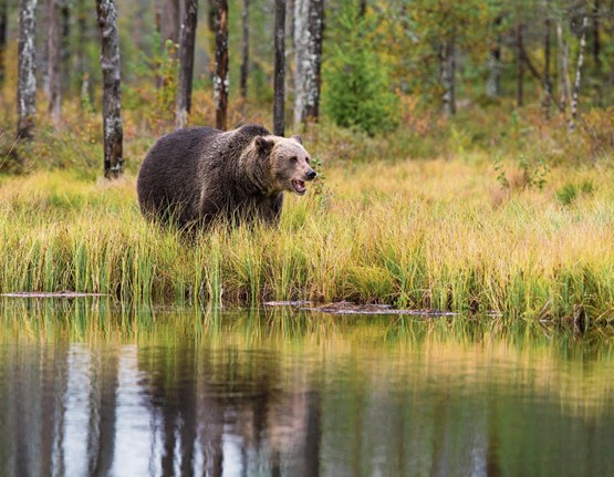 L’ours des PME bernoises rappelle dans la foulée que les entreprises ont jusqu’ici joué le jeu – comme sur le CO2. Photo: 123RF