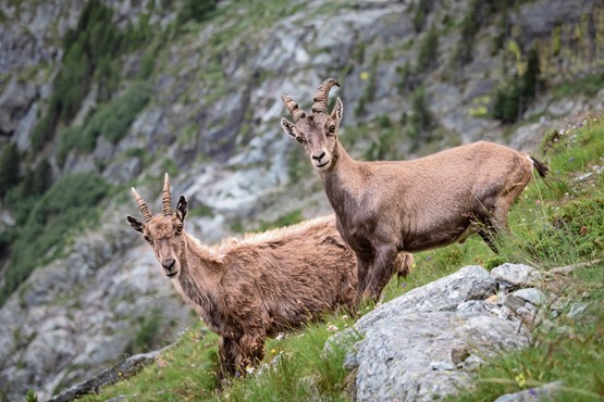 Etonnés? Le régime climatique helvétique fonctionne parfaitement. Et la Suisse fait figure de pionnière. Photo: Michael Behrens/Unsplash