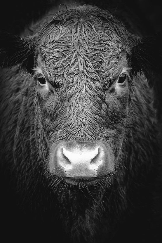 Les PME ne sont pas des vaches à traire: l’Exécutif fédéral doit empoigner le taureau de la régulation par les cornes!Photo: Richard Gatley/Unsplash