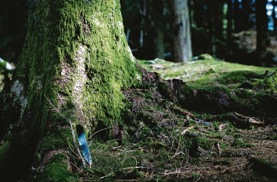 Forêt de Bergen en Norvège. S’affranchir des énergies fossiles? Pierre Vogel l’a fait lorsqu’il était jeune chercheur contre le cancer: «En utilisant les furanes dérivés du traitement acide de la paille, mes collaborateurs ont synthétisé des produits actifs biologiquement, y compris des anti-cancéreux.» Photo: Todd Diemer/Unsplash