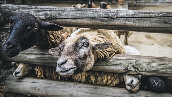 Les moutons du Vénézuela, où les répercussions socio-économiques de la migration continueront de se faire sentir en 2020. Photo: José-Francisco Morales/Unsplash