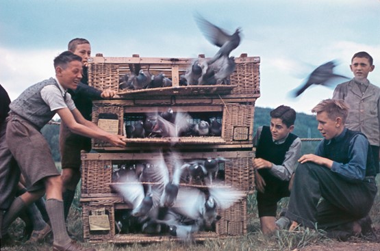 Ein Symbol der Hoffnung: Fünf Jahre nach dem Kriegsende vom 8. Mai 1945 lassen Jugendliche bei der Friedenslinde in Liestal Brieftauben fliegen.Bild: Keystone-Archiv