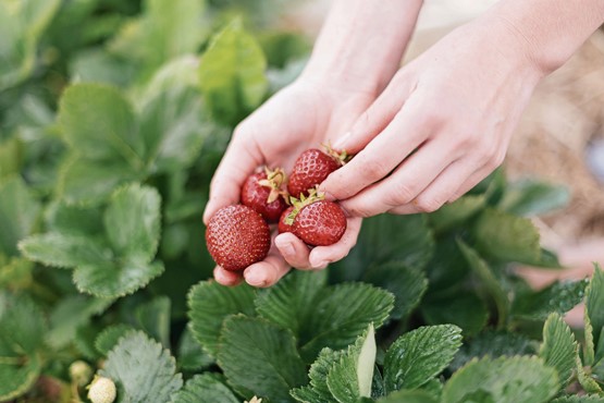 Une fraise, c’est simple: un cadeau de la nature de la branche fruitière, offert après ces longs mois difficiles. Les Romands le comprennent bien! Photo : Roman Kraft/Unsplash