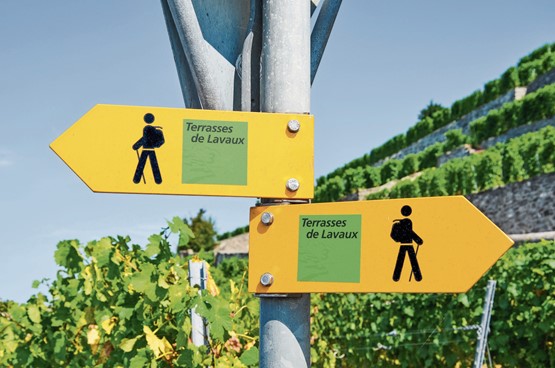 Mit über 800 Hektar Rebfläche sind die Weinbergterrassen des UNESCO- Gebiets Lavaux (VD) das grösste zusammenhängende Weinbaugebiet der Schweiz.Bild: 123RF