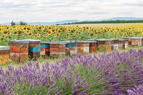 Les ruches, métaphores des PME: Beekeeper est une spin-off zurichoise qui profite de l’accélération du numérique grâce à un contexte général des plus favorables et butine à l’international.Photo: 123RF