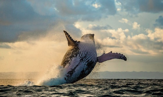 Vous pensez à dénicher de nouveaux marchés exportateurs? Regardez la mer et trouvez-y une source d’inspiration …Photo: 123RF