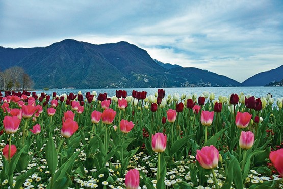 Der Frühling lässt mit Tulpen grüssen: Blühende Natur, Sonne und frische Luft – geniessen Sie das Osterfest im Grünen.Bild: pixabay