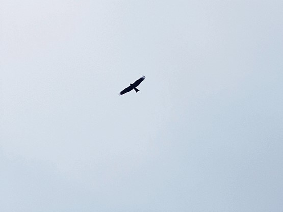 Communiquer avec la nature, pourquoi pas! 