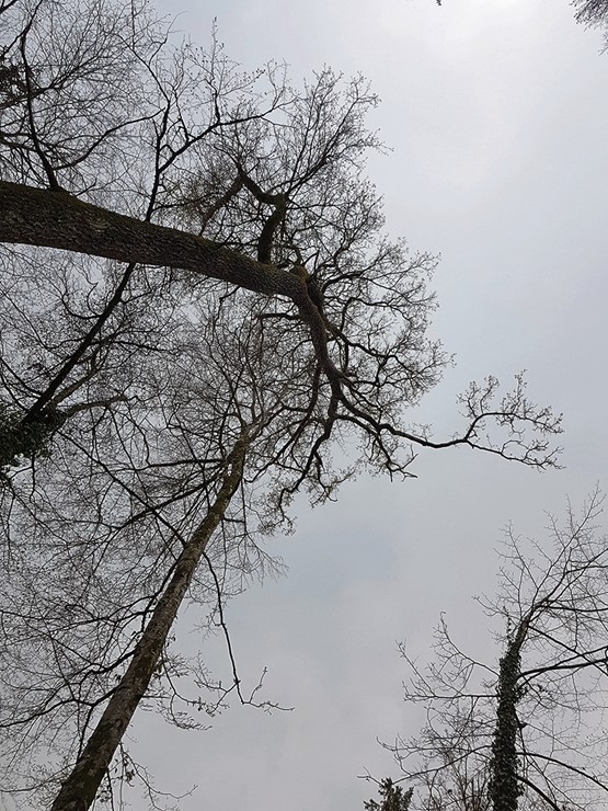 Les arbres semblent converser entre eux.