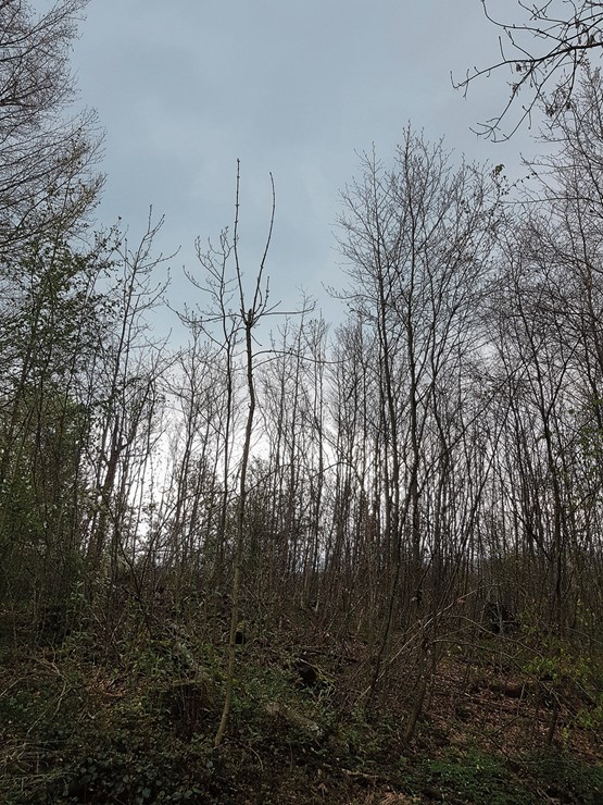 Une forêt n’est jamais pareille …