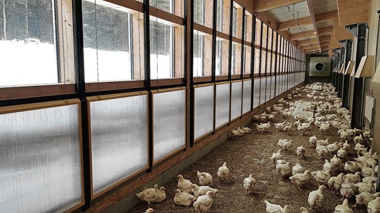 Pouletstall in Zimmerwald BE: Bei kalten Temperaturen sind die Schieber des Wintergartens geschlossen. Ganz hinten sieht man den Zuluftwärmetauscher, womit immer frische, vortemperierte Luft in den Winter-garten gelangt. 