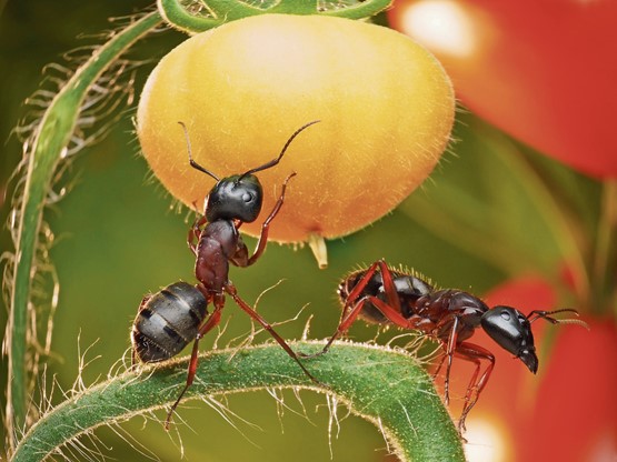 Le frein à l’endettement: la fourmi fait ses réserves pour l’hiver et vérifie si les tomates sont déjà mûres.Photo: 123RF