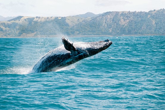 Baleine enthousiaste en Nouvelle-Zélande: un pays qui a choisi le taux unique et en profite!.Photo: 123RF