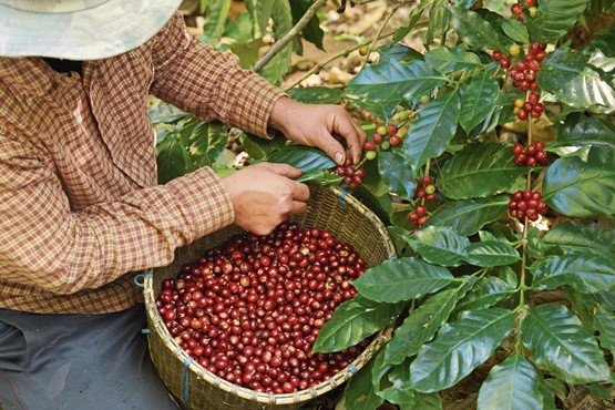 De la récolte des cerises de café au produit en tasse, quel univers complexe! Photo: 123RF