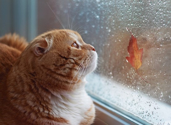 Le chat est un animal prévoyant qui sait agir au bon moment. La LPP n’est pas encore au sec! Photo: 123RF