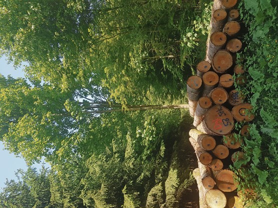 La Suisse et ses forêts sont depuis longtemps sur la bonne voie en matière de protection du climat.Photo: Ogi