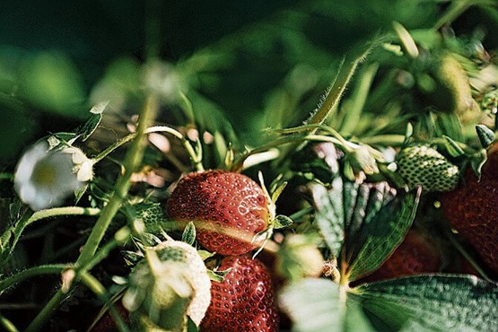 Jetzt geniessen – die Königin der Beeren.Bild: zVg