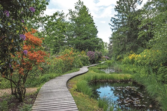 Jetzt in voller Pracht: Die Rhododendren im Seleger Moor. Bild: zVg