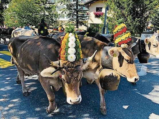 Ein Publikumsmagnet: Der Alpabzug, bei dem sich die Älpler und Bauernfamilien stolz mit ihren geschmückten Tieren präsentieren. Hier in Celerina im Engadin. Bild: CR 