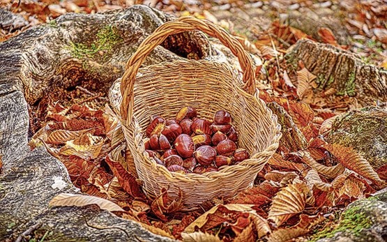 Mitte Oktober feiern das Tessin und das Valposchiavo die Kastanien. Auf dem Programm stehen zahlreiche Attraktionen, die das Kultur- und Naturerbe der Region hochleben lassen.Bild: 123RF