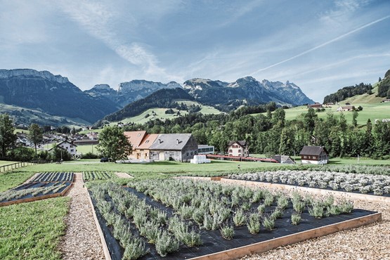 Beste Wachstumsbedingungen für Kräuter und Menschen: Die Kräuter werden auf mehreren Feldern rund um Appenzell in reiner Handarbeit nach Bio-Suisse-Knospe-Standards gepflanzt, geerntet und getrocknet.Bild: Kräuterhaus Appenzell 