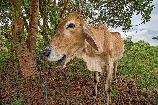 Kein schöner Anblick: Eine magere Kuh wird an der Nase herumgeführt.Bild: 123 RF