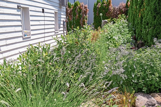 Un jardin pour les herbes et le plaisir des sens.