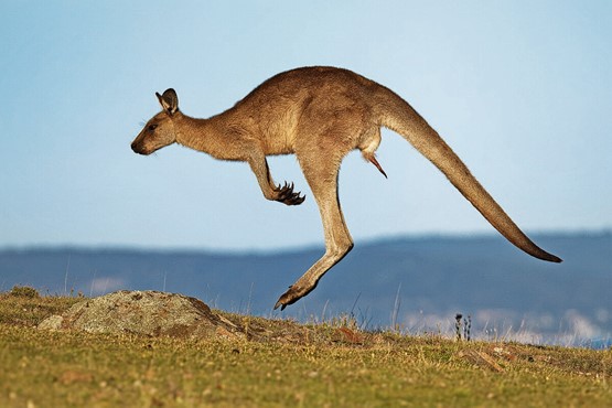 Faire de grands bonds avec les poches vides comme les kangourous: la gauche veut continuer à développer les prestations de la prévoyance vieillesse publique.Photo: 123RF
