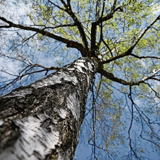 Langue vivante: entre le tronc (origine) et les feuilles (expressivité), l’arbre comme métaphore. Photo: LDL