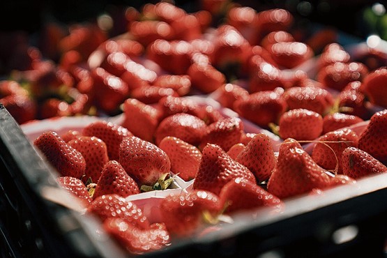 Es ist wieder Erdbeerenzeit: In der Schweiz werden auf rund 510 Hektaren Erdbeeren angepflanzt.Bild: zVg