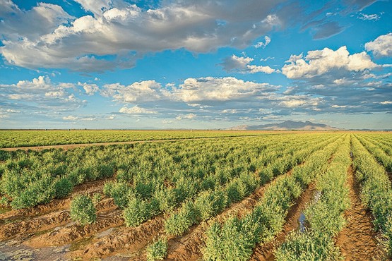 Bridgestone nutzt die Guayule-Pflanze für Autoreifen.