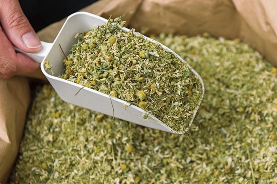 Was die RAUSCH-Produkte so besonders macht, ist ihr hoher Anteil an Kräuterextrakten. Bild: RAUSCH