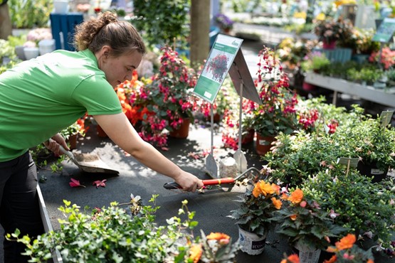 Die Woche der Berufsbildung ist eine gute Gelegenheit für Jugendliche, in die berufliche Zukunft zu blicken und Neues zu entdecken. Eine Gärtnerin im letzten Lehrjahr pflegt die Blumen im Gewächshaus. Bild: Keystone