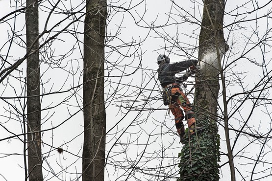 Einem Holzfäller käme es nie in den Sinn, den Ast abzusägen, auf dem er sich befindet. Dem Ständerat schon: Er will mit einer Erhöhung der Lohnbeiträge den Faktor Arbeit verteuern. Damit macht er denjenigen Faktor unattraktiver, auf dem ein Grossteil der AHV-Finanzierung überhaupt beruht. Bild: Keystone