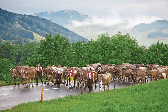 Alpfahrt zwischen Steinegg und Brülisau AI: Dieses farbenfrohe Spektakel zelebriert das Ende des Alpsommers und ehrt eine jahrhundertalte Tradition. Bild: Appenzell Tourismus/Cristoff Sonderegger