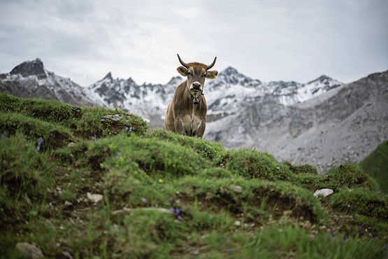 La Suisse est prédestinée à l’élevage d’animaux de rente, en raison de sa situation topographique. Alpage de Sunnistafel dans la vallée de Gafia près de St. Antönien/GR.Photo: Keystone