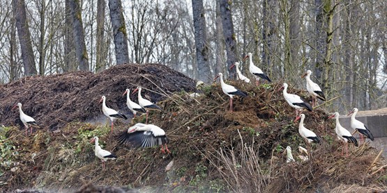 Un spa pour les cigognes? Les températures du compost au cours de la première phase d’un mois montent jusqu’à 70-75°C. Photos: dr