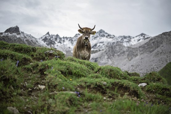 Die Schweiz ist schon der topografischen Lage wegen für die Nutztierhaltung prädestiniert: Kuh und Bergpanorama auf der Alp Sunnistafel im Gafia-Tal bei St. Antönien/GR.Bild: Keystone