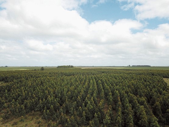 Die Stiftung KMU Clima forstet in Uruguay Wald auf, zum Beispiel auf einem 250 Hektar grossen Grundstück nahe der Stadt Vergara.Bild: zVg