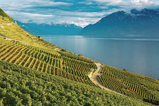 Der Klassiker der Schweizer Rebenwanderungen mit zauberhaftem Blick auf den Genfersee: Die Weinterrassen von Lavaux stehen seit 2007 unter UNSESCO-Schutz und gehören somit zum Weltkulturerbe. Bild: 123RF