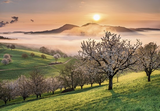 Die grossartigen Aufnahmen des mehrfach ausgezeichneten Naturfotografen Martin Mägli zeugen in jedem Pixel davon, wie grossartig die Schweiz ist – und die Bundesverfassung. Hier die Kirschbaumblüten in Gipf-Oberfrick im Kanton Aargau.Bild: Martin Mägli