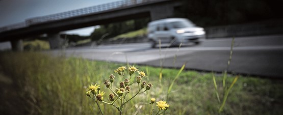 De nombreux espaces verts le long des routes nationales sont des points forts de la biodiversité, comme celui de la sortie d’autoroute de la commune vaudoise de La Sarraz.Photo: Keystone