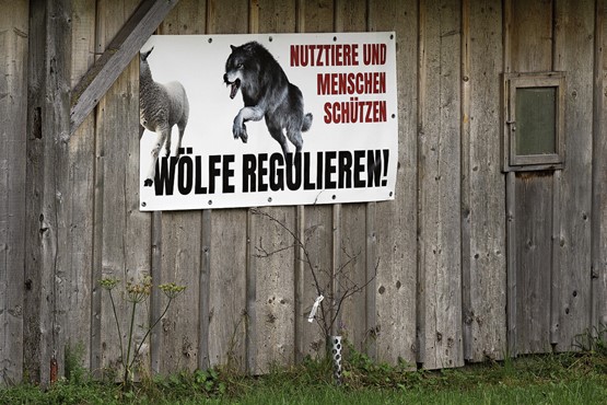 Schon die «Regulierung» der Wölfe stösst vielerorts auf Widerstand. Noch viel schwieriger gestaltet sich der Abschuss neuer Regulierungen: Sie verkleiden sich oft als «Wolf im Schafspelz» – und geben vor, unverzichtbar zu sein. Dabei generieren sie vor allem enorme, unnötige Kosten.Bild: Keystone