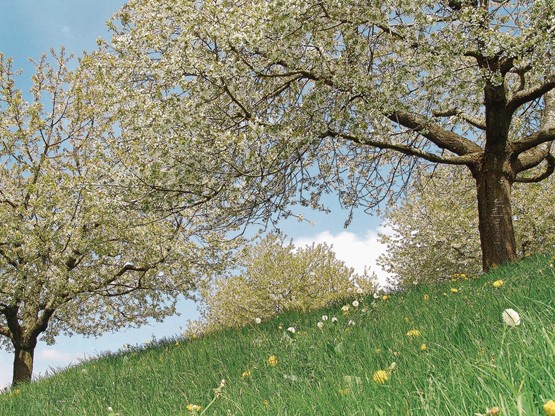 Zauberhafte Kirschblüten: Das Spektakel kann über mehrere Wochen hinweg auf eigens festgelegten Chriesiwanderungen genossen werden. Hier auf dem Walchwilerberg.Bild: zVg